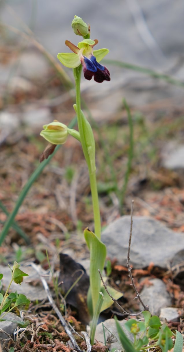 Anno nuovo, orchidee nuove: dalla Grecia con passione.